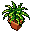 potted fern